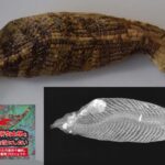 千種の「ツチノコのミイラ」に新事実！ クラファン実施中の研究本部での現物保全に期…
