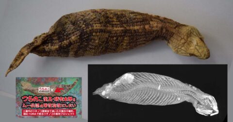 千種の「ツチノコのミイラ」に新事実！ クラファン実施中の研究本部での現物保全に期…